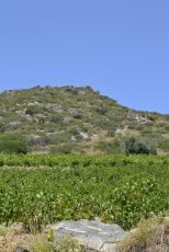 Côtes du Roussillon & Côtes Catalanes